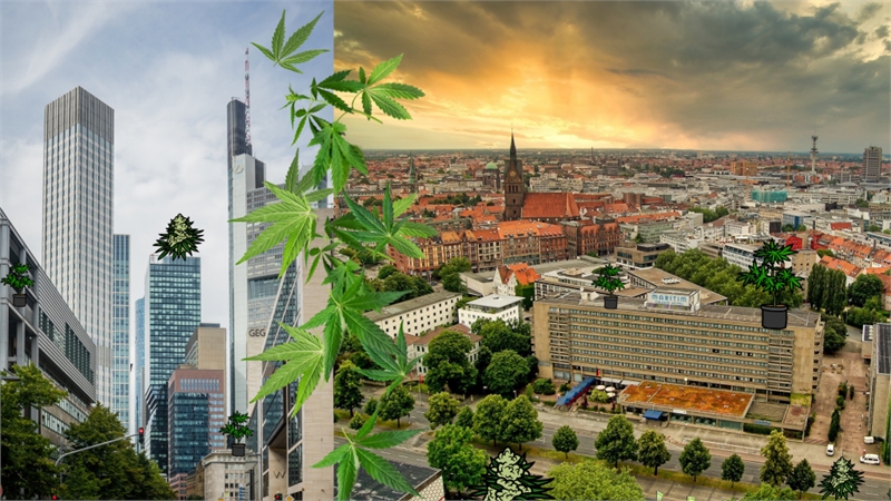 Germany’s First Cannabis Model Cities: Controlled Retail Sales Begin in Frankfurt and Hannover