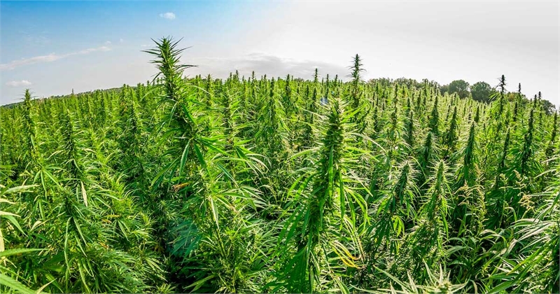 Moldova approves hemp cultivation for seed and fiber production