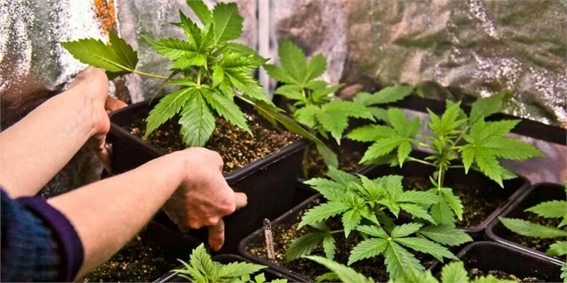 Czech government legalizes cultivation of three cannabis plants