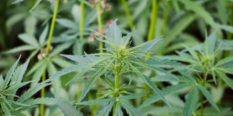 Italian Hemp Industry in Battle for Survival After Amendment Criminalising All Hemp Is Approved by T