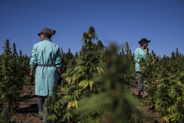 'Huge demand': Portugal dreams of becoming medical cannabis hub