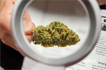 Malta's first Cannabis Club begins distributing cannabis to its members