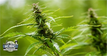 Germany’s Agriculture Ministry Approves Historic Hemp Measure