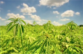 Italy: Lazio Court reinforces that CBD (Cannabidiol) is not a narcotic