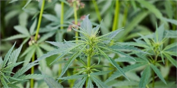 Italian Hemp Industry in Battle for Survival After Amendment Criminalising All Hemp Is Approved by T