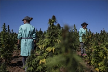 'Huge demand': Portugal dreams of becoming medical cannabis hub